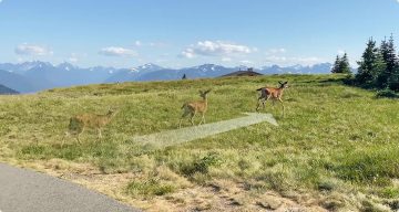 Комплект Imou Cell PT 4G для IP-камеры с 3-мегапиксельной батареей, солнечной панелью и SIM-картой