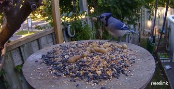 IP-камера Reolink GO серии G330 с солнечной панелью