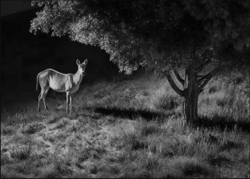 Reolink Camovue 8MP LTE Talon Series S130 kameras slazds